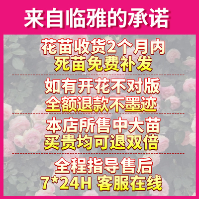 绣球花苗盆栽室内阳台庭院植物四季开花卉无尽夏带花苞耐寒老桩秀