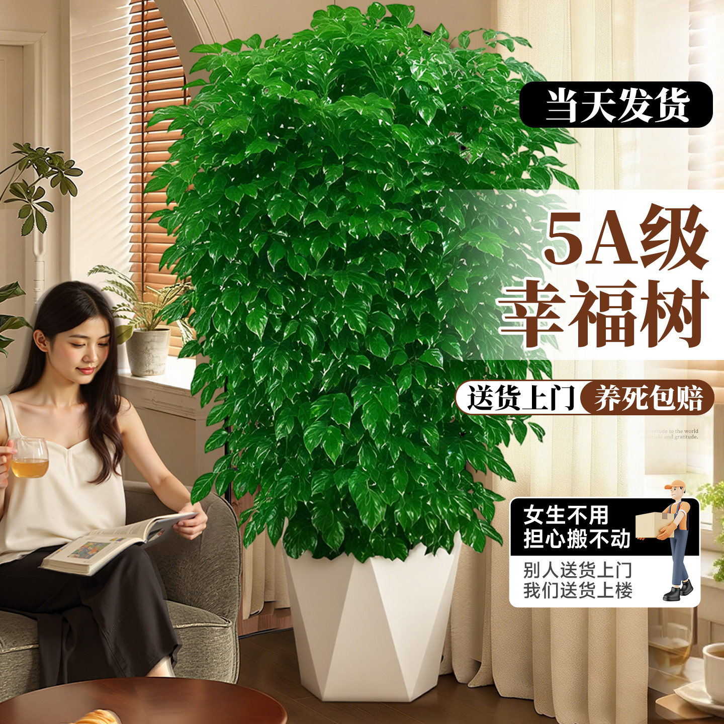 幸福树客厅盆栽大型绿植室内平安树老桩吸绿宝甲醛丛生树苗禄植物