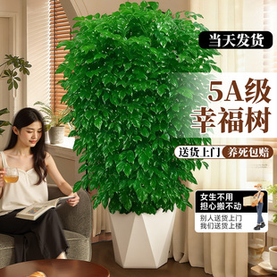 幸福树客厅盆栽大型绿植室内平安树老桩吸绿宝甲醛丛生树苗禄植物