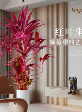 红叶朱蕉客厅绿植大型室内盆栽网红植物落地办公室四季常青好养