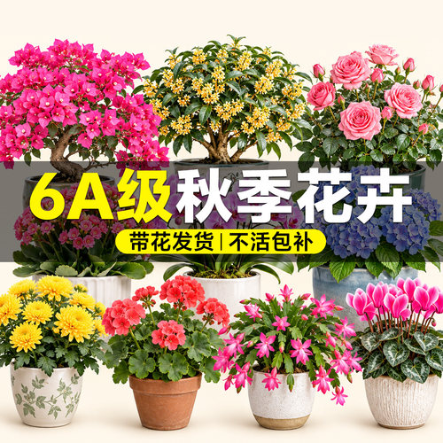 【6A品质】秋天花卉大全带花发