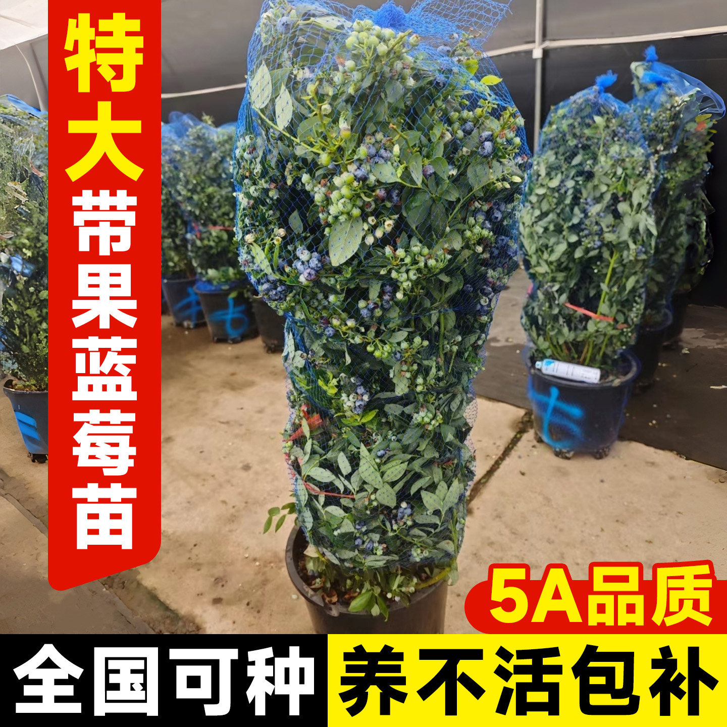 蓝莓树果苗特大号盆栽蓝梅树苗带果室内耐寒南北方车厘子四季结果