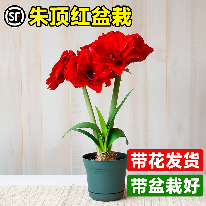 朱顶红盆栽带花苞进口重瓣大种球安吉拉阿弗雷室内阳台绿植物好养 鲜花速递/花卉仿真/绿植园艺 种球/裸根 原图主图