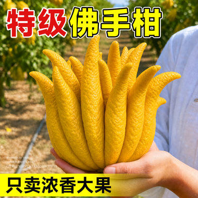 【现摘现发】特级大果佛手柑
