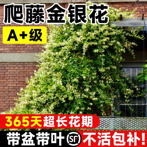 带花发货可食用金银花树苗