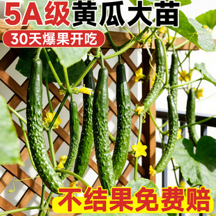 黄瓜苗秧密刺老品种水果黄果种籽种苗四季高产抗病阳台盆栽蔬菜苗