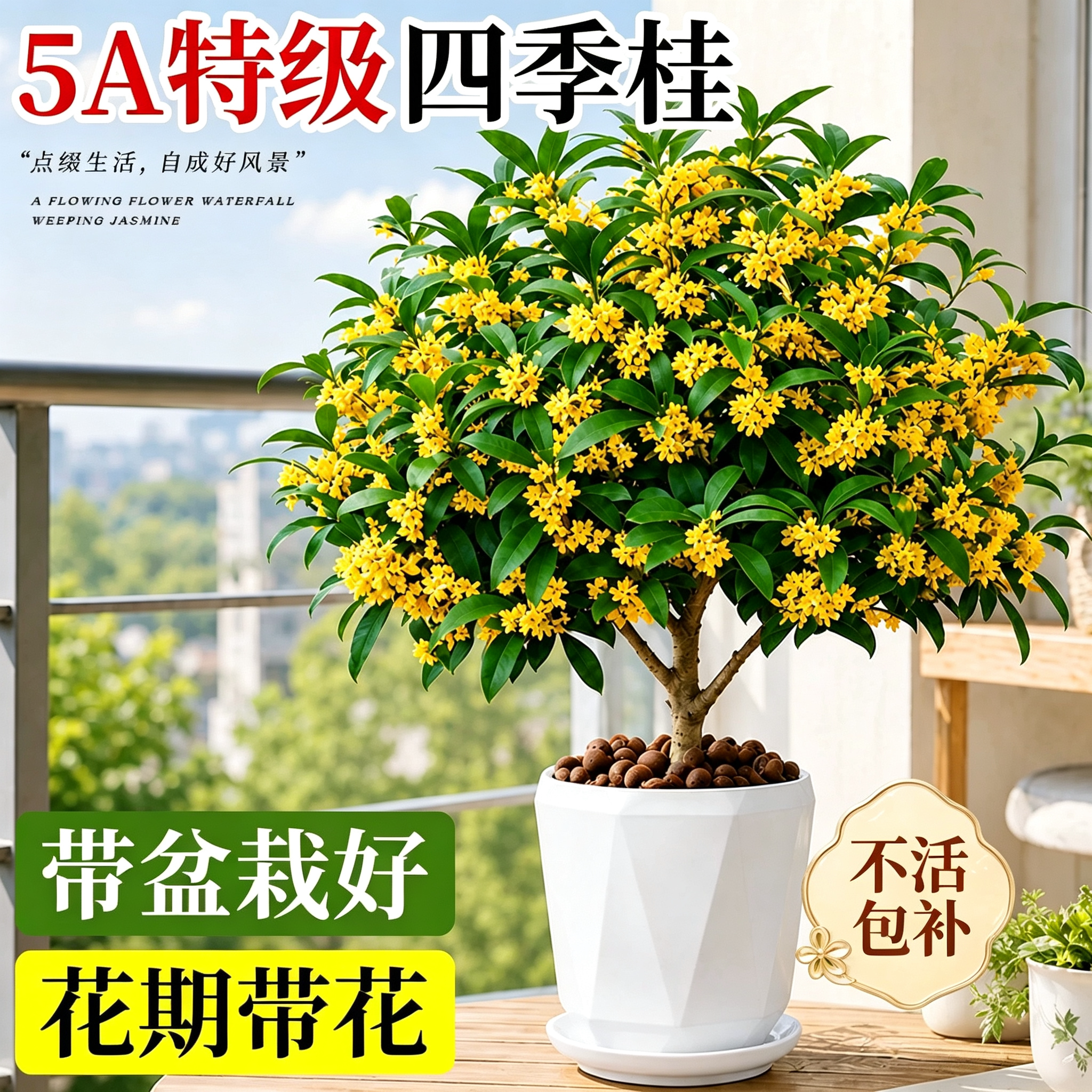 四季桂花盆栽爆花不断四季花期图片