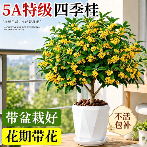 四季桂花盆栽爆花不断四季花期