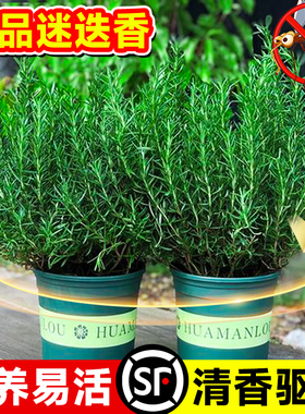 迷迭香苗盆栽可食用新鲜薄荷叶室内驱蚊绿植物迷失香草百里香牛排