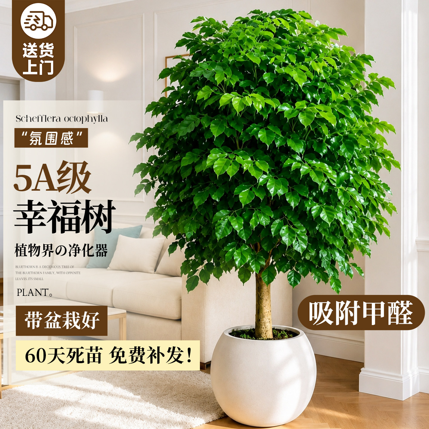 幸福树客厅大盆栽绿植室内大型落地高级平安树四季常青盆景好养活