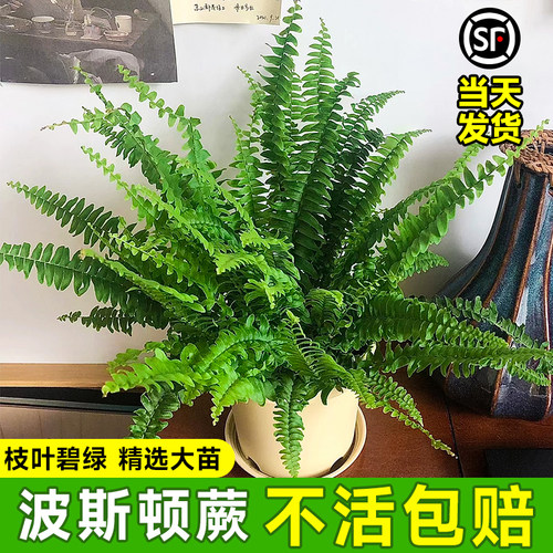 波斯顿蕨类植物造景盆栽室内摆件