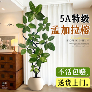 孟加拉榕树客厅绿植高级感高山榕室内大型植物黄金榕盆栽好养轻奢