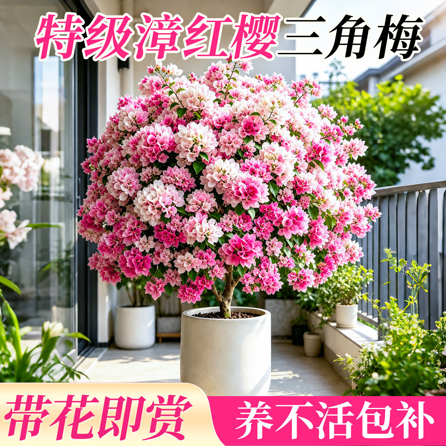 漳红樱三角梅盆栽花卉绿植室内植物盆景桌面绿植阳台好养花卉客厅
