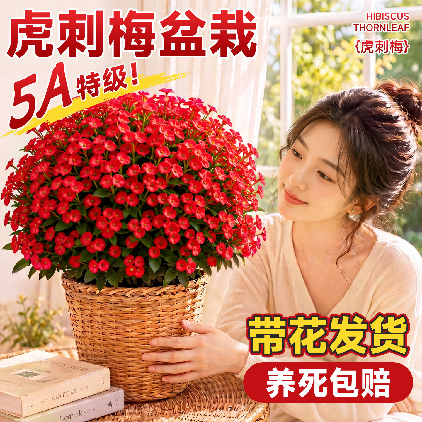 虎刺梅盆栽大叶大花铁海棠开花卉室内客厅好养活绿植四季鲜花开花