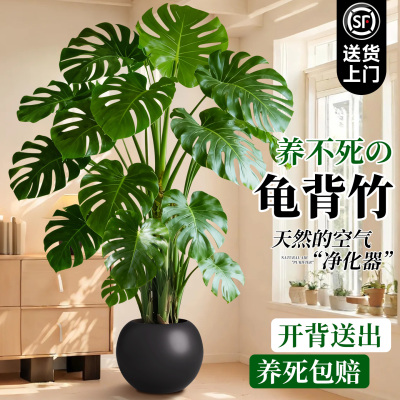 大叶开背龟背竹老桩盆栽高端绿植