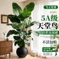 The large potted Strelitzia reginae in the living room exudes a sense of luxury. It is a large indoor floor-standing green plant that remains evergreen throughout the four seasons thumbnail 4