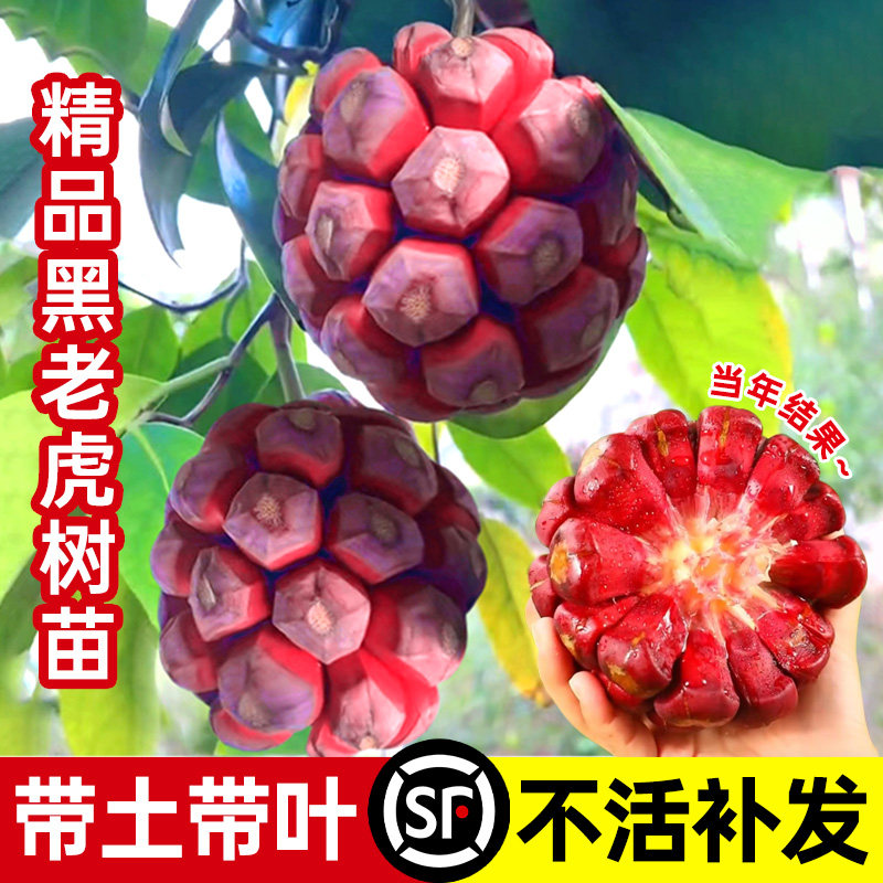 黑老虎果树果苗布福娜恶魔果八月瓜爬藤盆栽四季种植当年结果好养