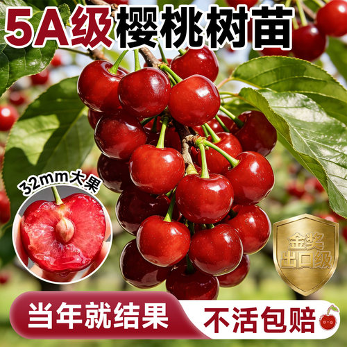 【当季结果】5A级樱桃树苗