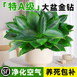 大金钻盆栽绿公主绿植物特级室内客厅四季 好养大叶绿萝办公室水培