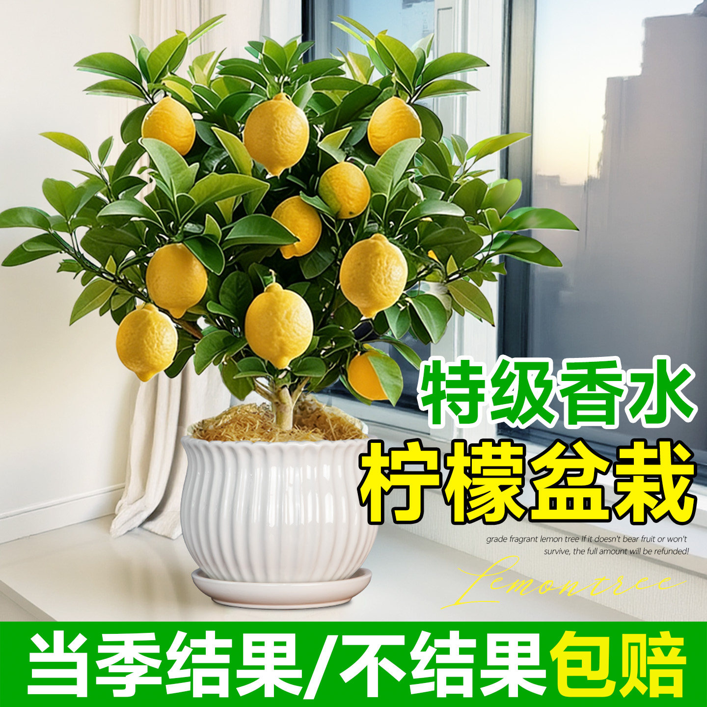 香水柠檬树盆栽老桩带果水果树苗客厅绿植物可食用室内外阳台结果,鲜花速递/花卉仿真/绿植园艺,果树,淘宝优惠券,粉丝福利购,淘宝优惠卷