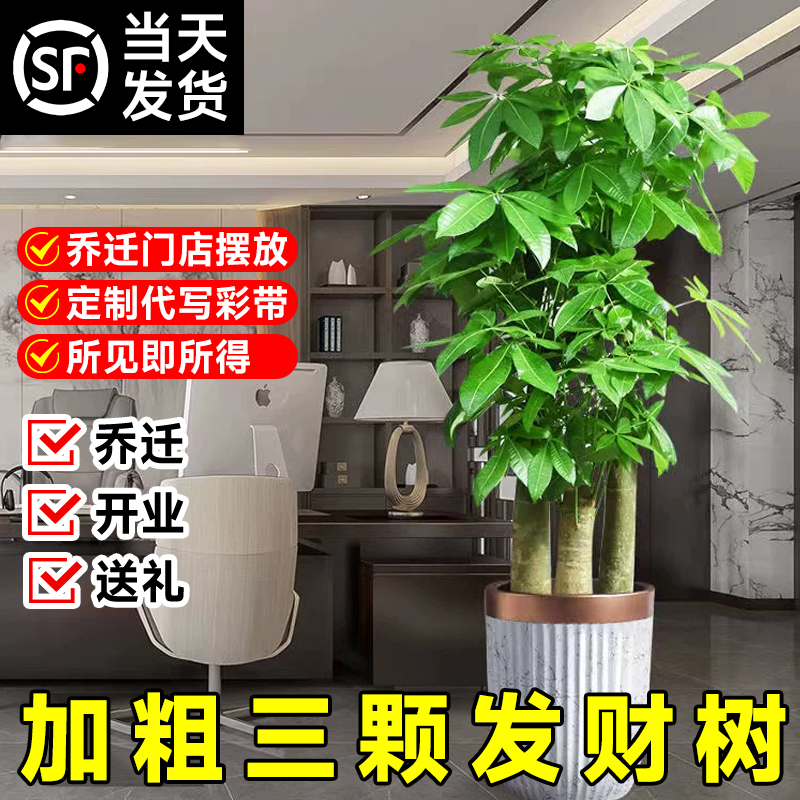 步步高发财树大型盆栽室内植物办公室客厅粗杆绿植开业送礼招财树属于什么档次？