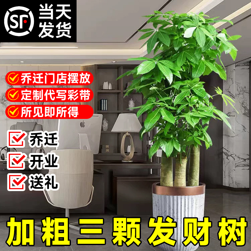 发财树大型盆栽室内植物开业送礼