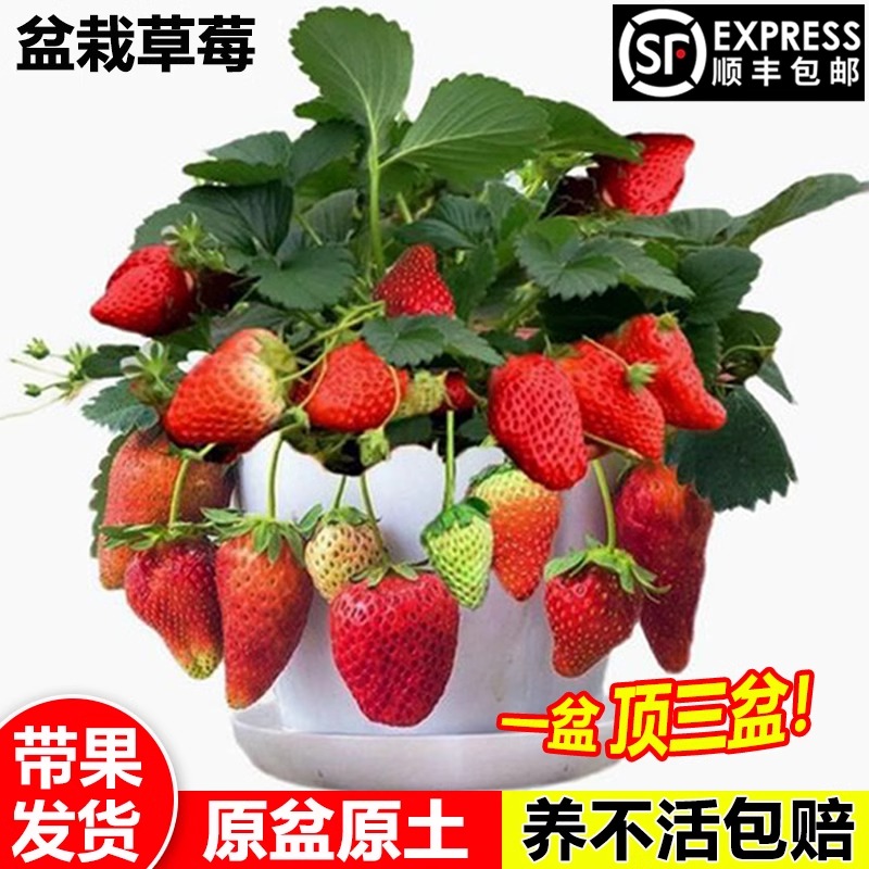 草莓苗秧盆栽四季种植丹东室内大奶油淡雪秋冬季原土带花带果阳台