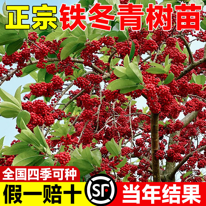 红果铁冬青树苗万紫千红四季常青庭院绿化树苗五味子名贵苗木盆栽