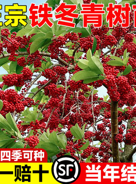 红果铁冬青树苗万紫千红四季常青庭院绿化树苗五味子名贵苗木盆栽