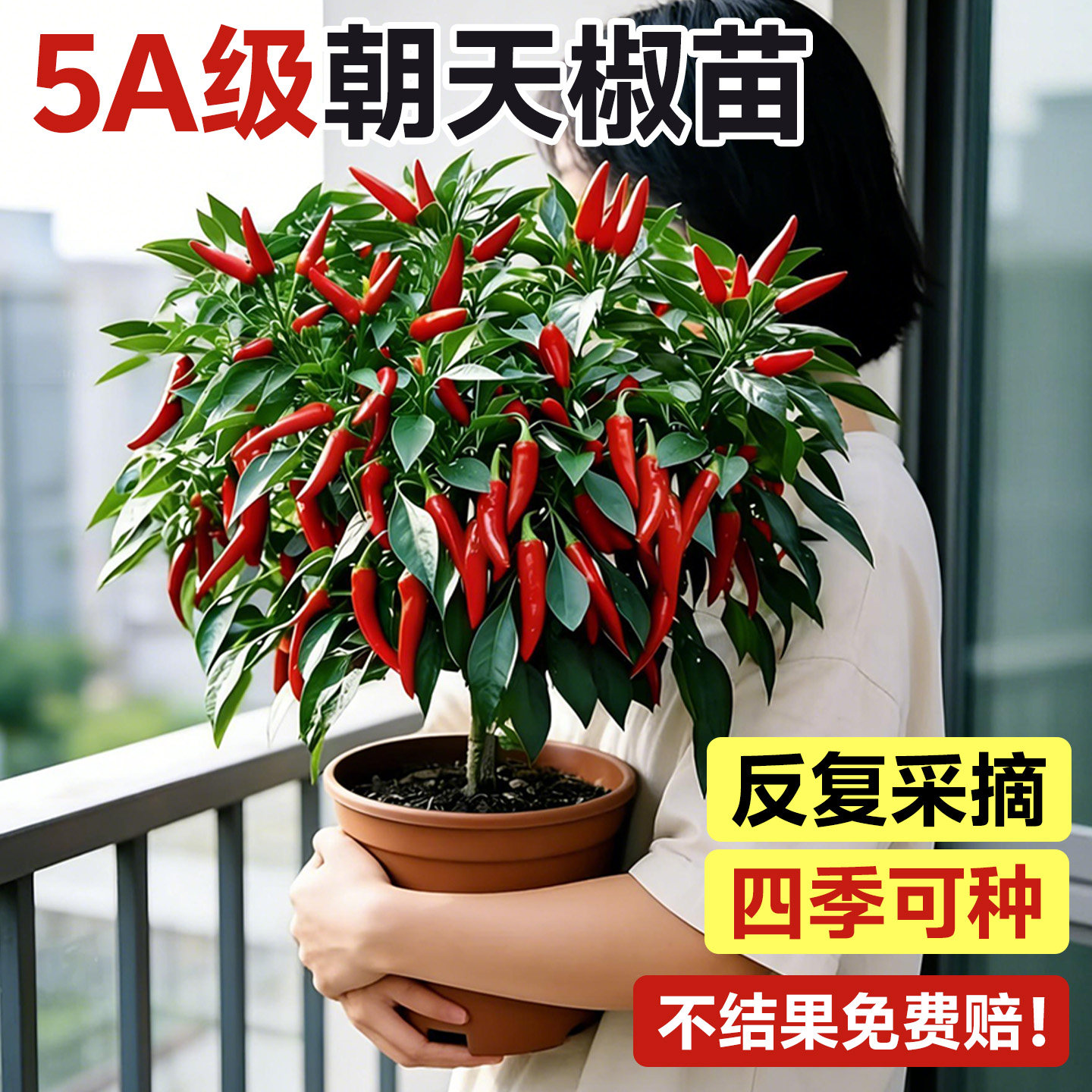 朝天椒苗秧辣椒种籽小米辣青椒树苗种子四季种植盆栽蔬菜秧苗大全