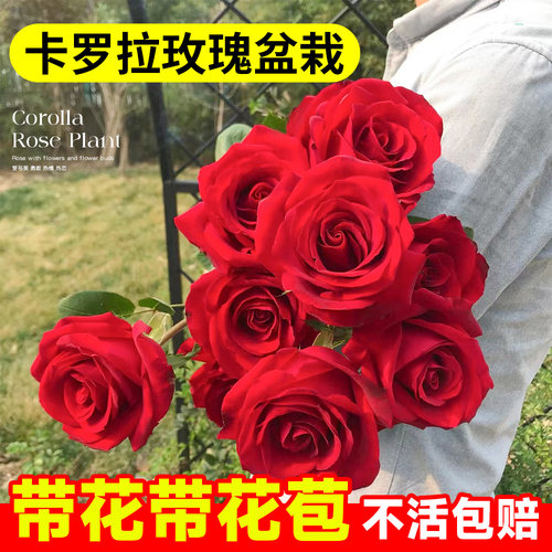 卡罗拉月季玫瑰花苗四季浓香型花卉耐寒耐热好养活阳台盆栽植物 - 封面