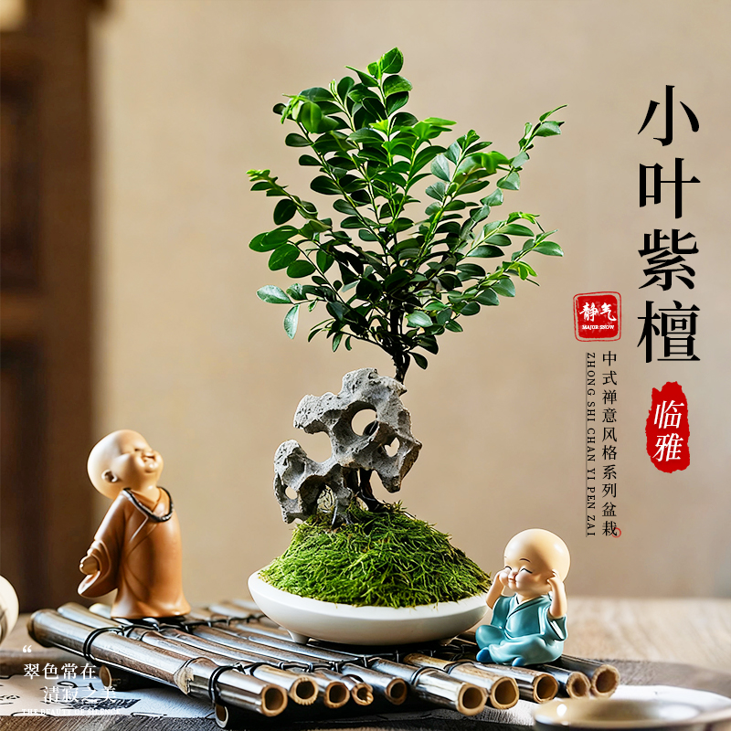 桌面中式摆件好养易活