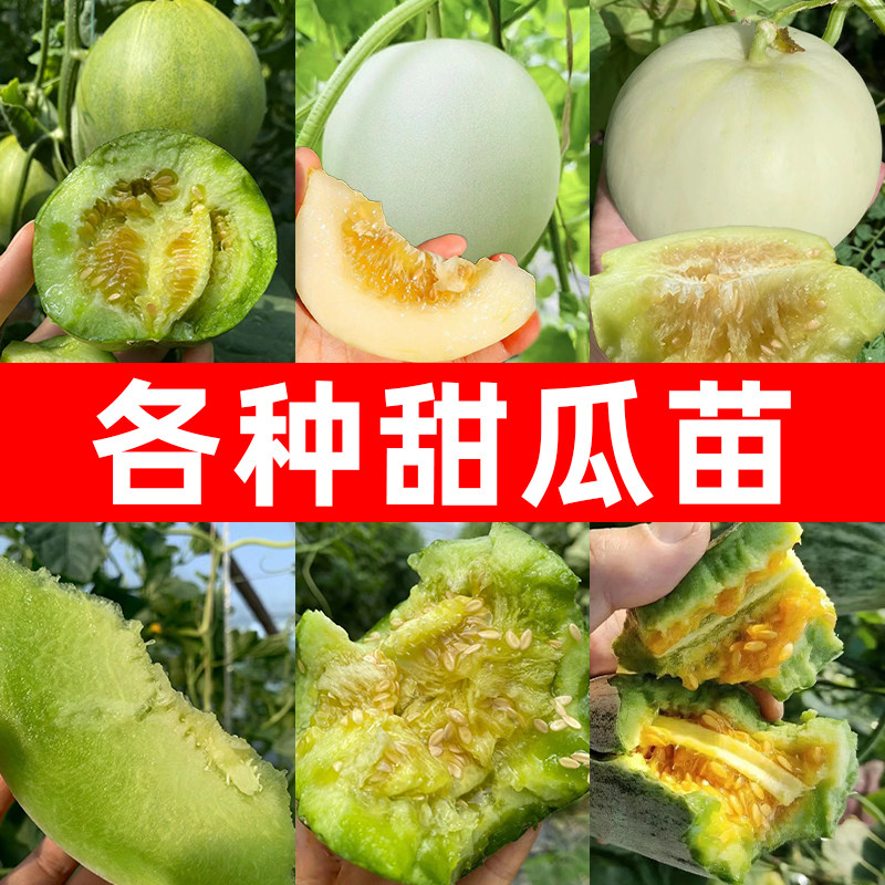 甜瓜苗大全羊角蜜绿宝石冰糖子白沙蜜玉菇茹日本嫁接香瓜苗秧种籽