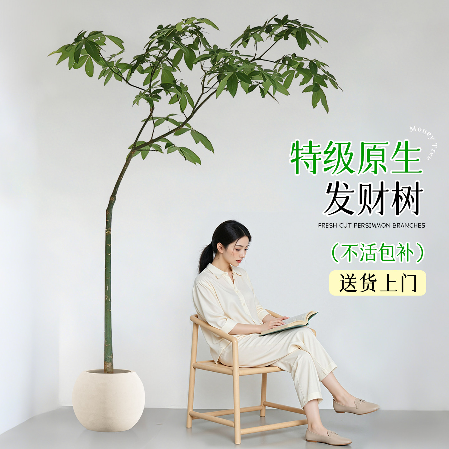 原生发财树客厅大盆栽八方来财室内大型绿植大棵开业办公室植物真,鲜花速递/花卉仿真/绿植园艺,大型绿植/成品组合盆栽,淘宝优惠券,粉丝福利购,淘宝优惠卷