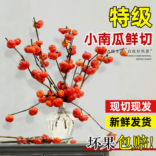 小南瓜鲜花鲜切枝水培植物云南基地直发矮枝花材家用室内插花干花