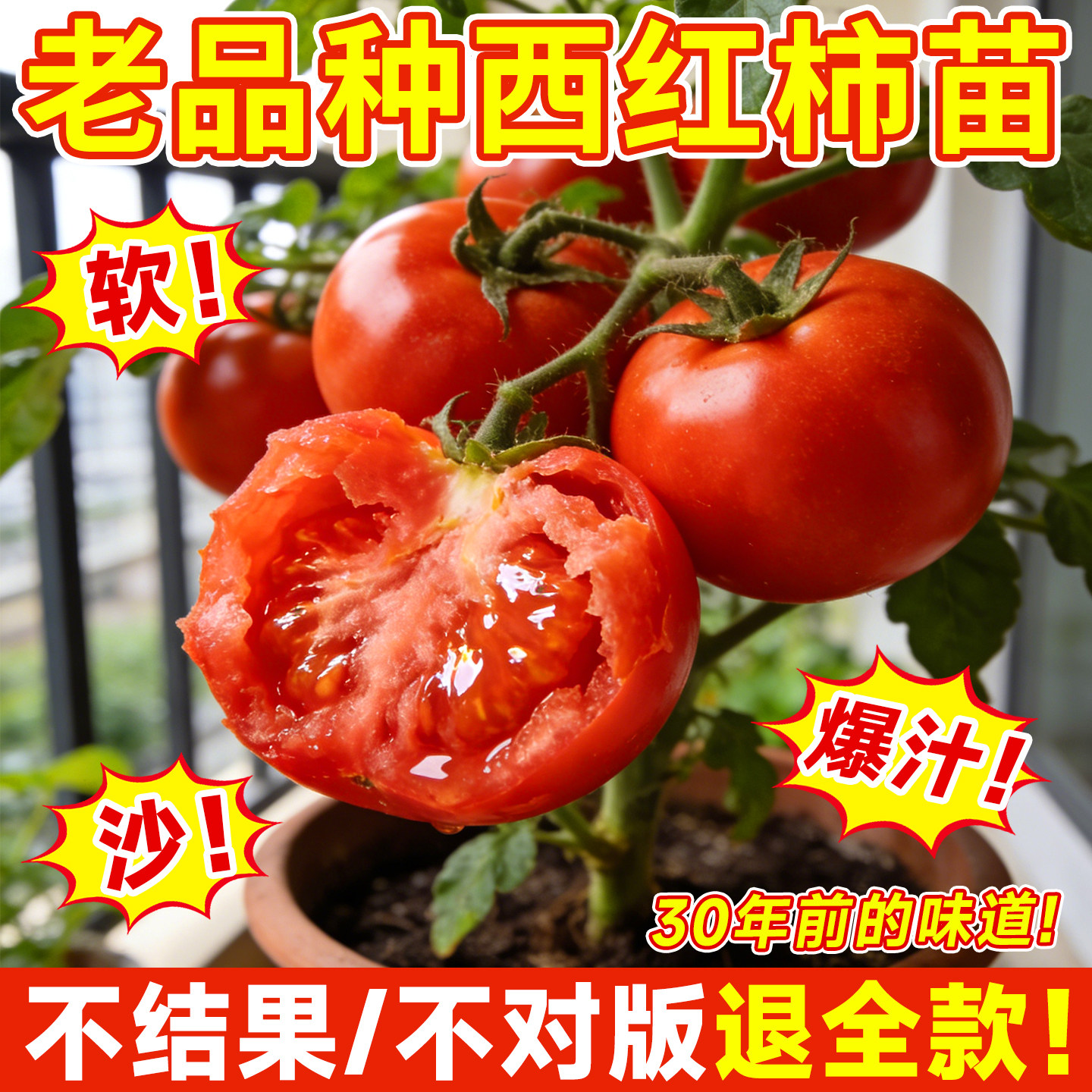 番茄苗老品种西红柿苗秧矮生马蹄沙瓤千禧圣女果秧苗阳台盆栽蔬菜