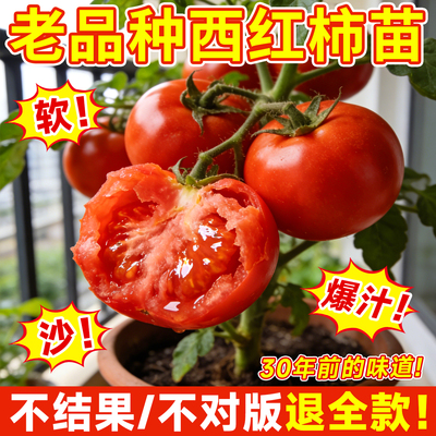 5A番茄苗正宗老品种假一赔十