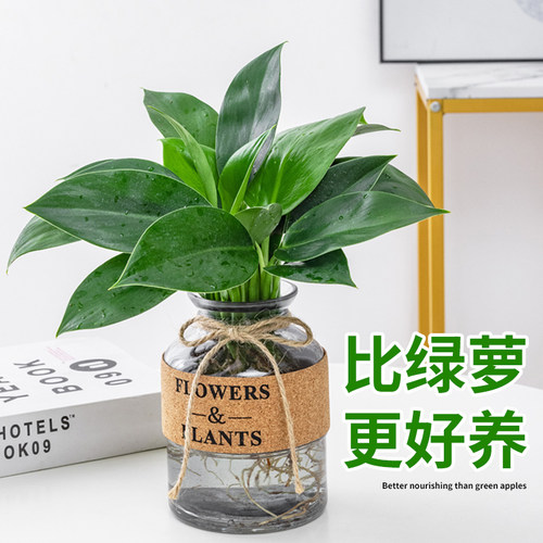 水培植物大叶金钻室内桌面吸甲醛