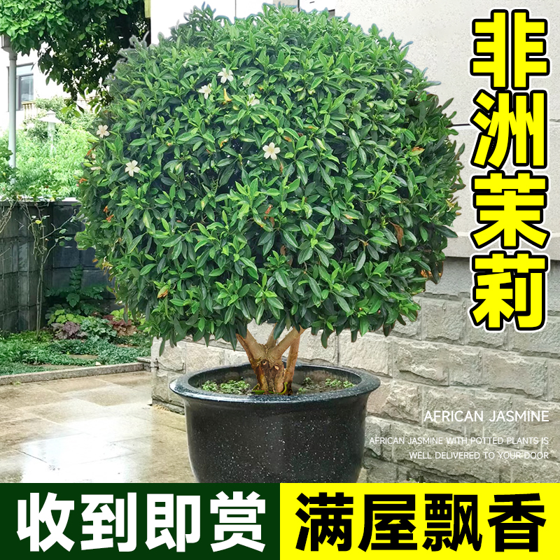 非洲茉莉大盆栽虎头茉莉老桩室内客厅落地绿植物真花办公室禄植州 鲜花速递/花卉仿真/绿植园艺 大型绿植/成品组合盆栽 原图主图