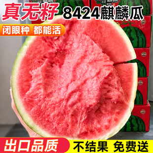 8424冰糖麒麟美都无籽巨型特大懒汉黑美人高产早熟盆栽西瓜种子