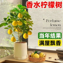 结果 香水柠檬树盆栽水果树苗客厅绿植物带果可食用室内外阳台四季