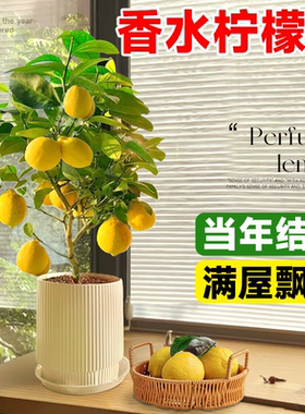 香水柠檬树【带果可食用】