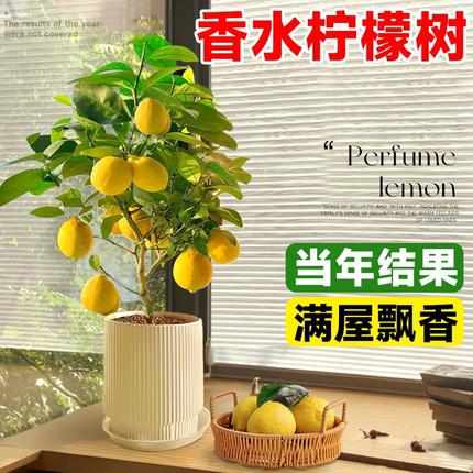 香水柠檬树盆栽水果树苗客厅绿植物带果可食用室内外阳台四季结果