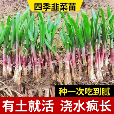 四季韭菜根苗种一次全家都吃不完