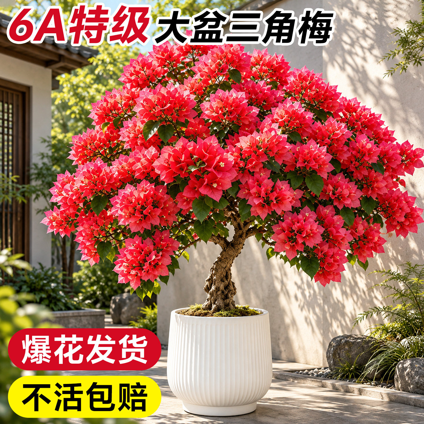 重瓣三角梅四季盆栽开花中国红带花老桩好养正宗稀有室内绿植花卉