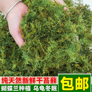 蝴蝶兰花专用营养土干苔藓青苔石斛种植水苔育苗乌龟冬眠垫材椰土