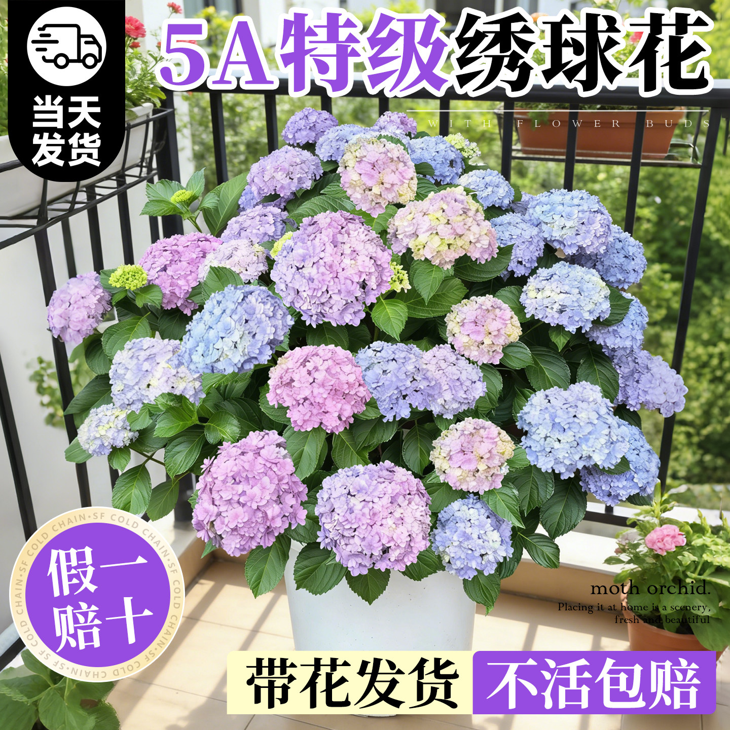 绣球花盆栽带花苞特大号鲜花老桩无尽夏大苗阳台庭院室内四季好养