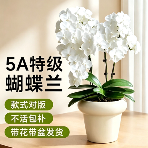 临雅5A特级蝴蝶兰带花发货