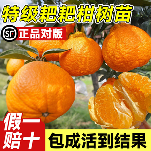 正宗耙耙柑丑橘树苗四川春见杷杷柑种植粑粑柑果苗盆栽橘子树果树