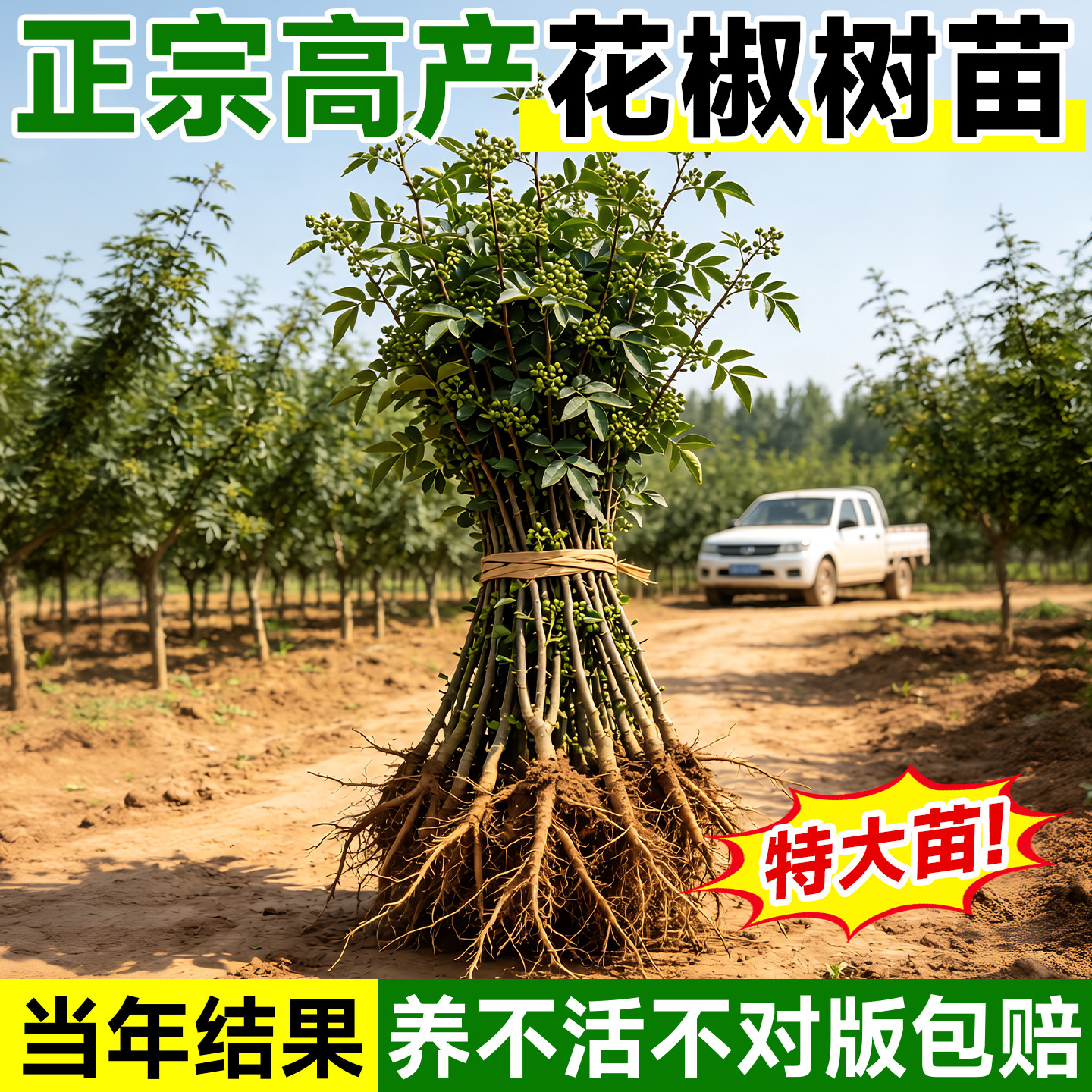 四川九叶青花椒苗当年结果盆栽图片